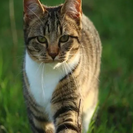 Luxurious Nearby The Lower Rhine * Maurik