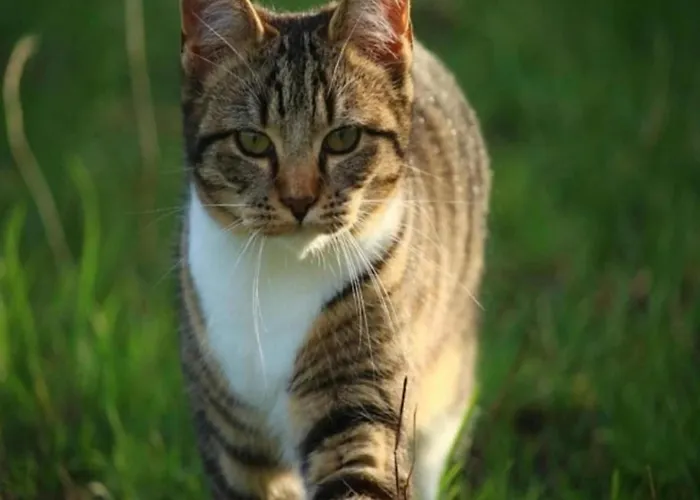 Luxurious Nearby The Lower Rhine Semesterbostad